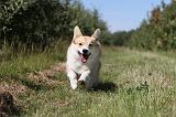 CORGI PEMBROKE 029